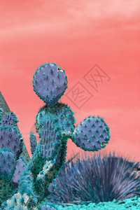 超现实主义的抽象蓝色多刺仙人掌长着尖刺和小水果映衬着粉色橙的天空环境荆棘沙漠图片
