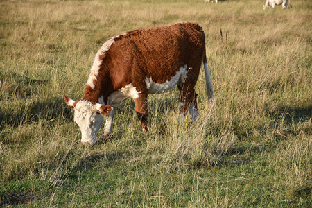 场景在一片绿草牧场中放棕牛库尔曼色的图片