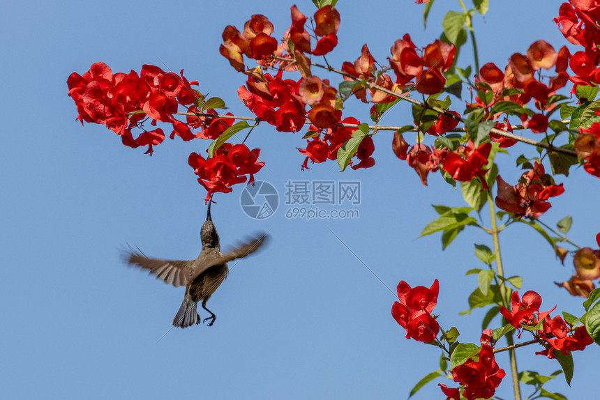 印度喀拉邦单只紫腰太阳鸟栖息花蜜鸣禽图片