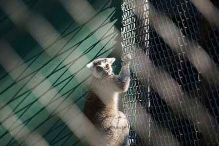 卡塔观看笼中尾狐猴的环形肖像动物园图片
