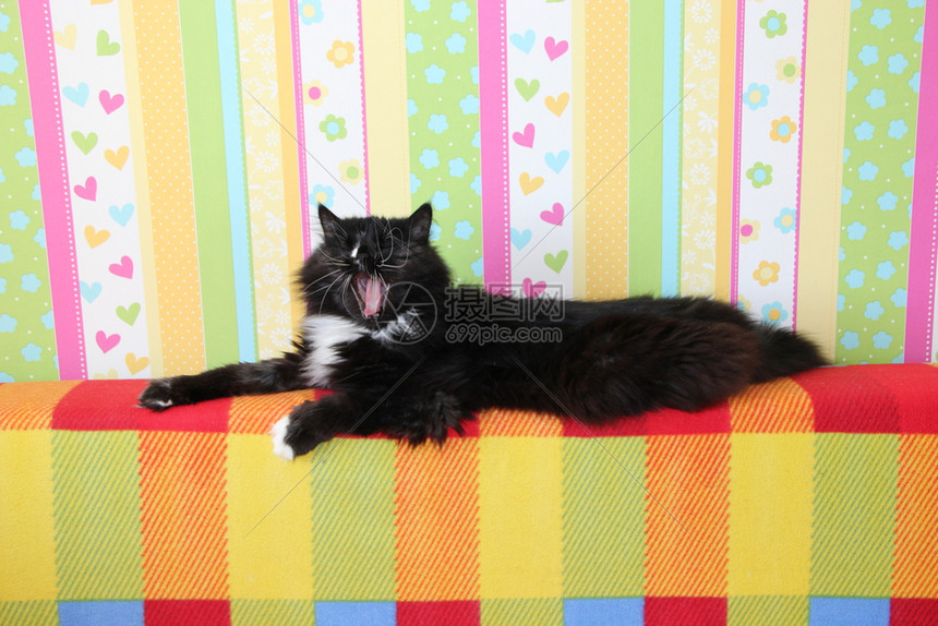 哺乳动物CathawningLazy黑猫躺在沙发后面彩色的灰尘背上黑白猫躺在沙发后面有彩色织物Domectic动物有一个休息卡特图片