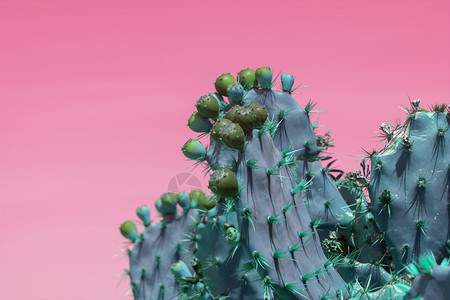 荒野超现实主义的抽象蓝色多刺仙人掌长着尖刺和小水果映衬着粉色橙的天空植物群西方图片