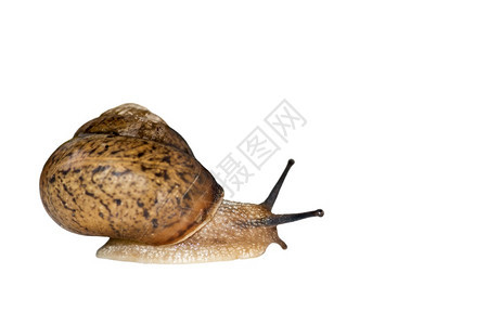 滑动有机的生物美丽小蜗牛在白色背景上被孤立在白背景的侧面观光中土地Snail关闭了白色背景上的Snail图片