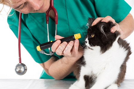 猫科动物医生兽对一只小猫进行检查宠物图片