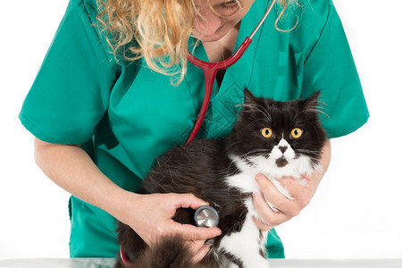 领有牌照医生听诊器兽对一只小猫进行检查图片