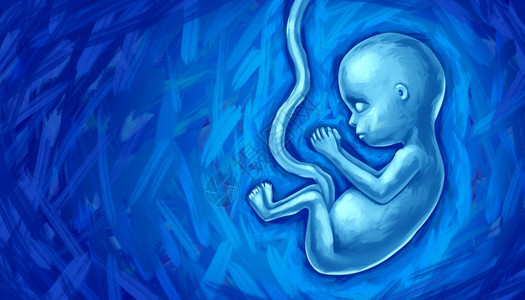 母体可行瓜拉纳皮胎儿发育和未出生婴儿概念作为人类胎儿或产前生长期童以子宫系为产科医学象征用3D插图方式表示怀孕保健和产前a胎儿发设计图片