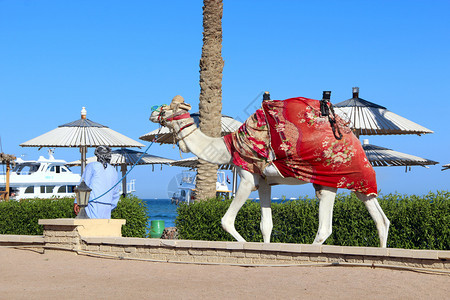 阿拉伯领先的骆驼在度假者酒店区域上空埃及长廊骆驼游览动物反刍阿拉伯领先的骆驼在度假者酒店区域上空假期户外领导图片
