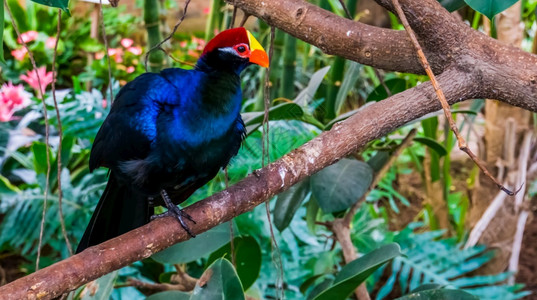 肖像坐在一棵树上的紫罗兰图拉科被非洲流行的异国鸟种食客宠物图片