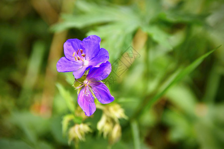 工作室植物春天草地上美丽的紫花朵天然色彩多的背景图片