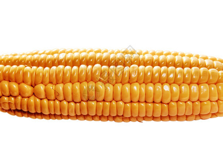 甜的白色背景玉米黄耳朵被隔离在白色背景上饮食素主义者图片