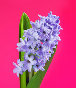 粉红色背景的青蓝鲜色花朵美丽的鲜蓝色花朵春天新鲜的植物学图片