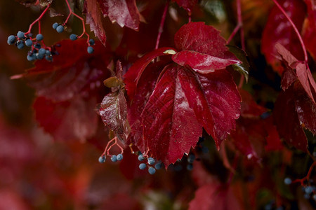 落下荒野红葡萄叶在土耳其雨中湿透框架图片