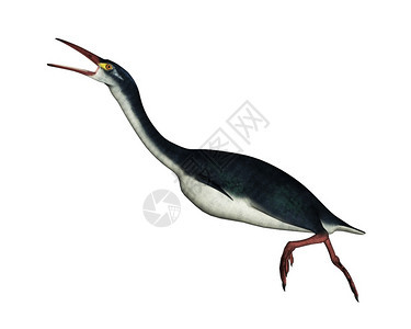 侏罗纪Hesperornis早期史前鸟类在白色背景中被孤立3D使Hesperornis历史前鸟类成为3D古生物学家图片