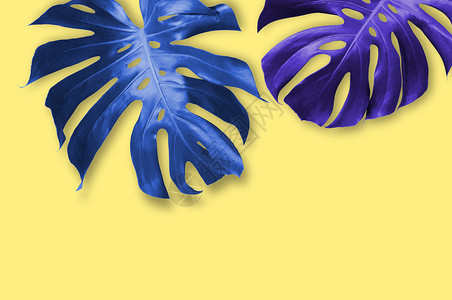叶子蓝色的黄本夏季热带树叶黄色复制空间最小时样棕榈图片