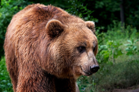堪察加棕熊Ursusarctosberingianus棕色皮大衣危险和攻击动物来自俄罗斯的大型哺乳动物俄语白令属棕色的图片