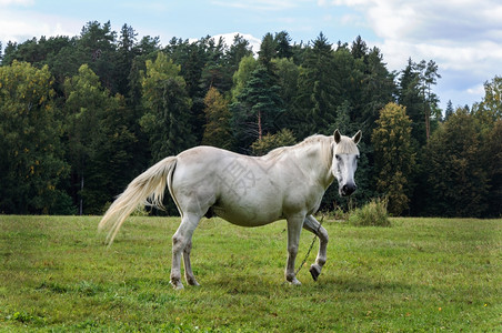 预订一种白马在俄罗斯普希金基保留地米哈伊洛夫斯科耶村附近的草原上放牧白马骑着绿草地树木图片