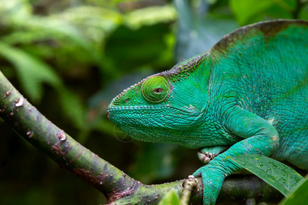 弗西树枝上的一只绿色变龙特写树枝上的绿色变龙特写爬行动物马达加斯图片