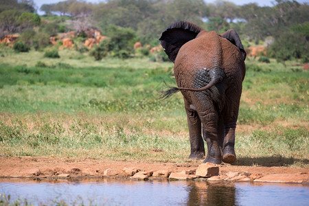 马拉环境红象走在植物之间的大草原象走在植物之间的大草原家庭图片