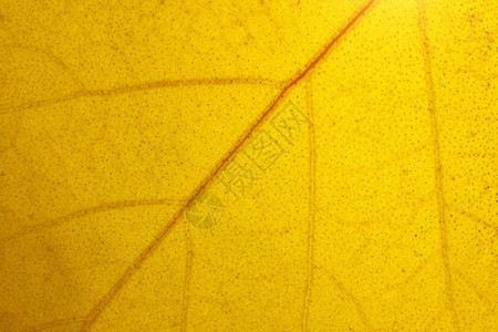 黄色的秋叶纹路图片