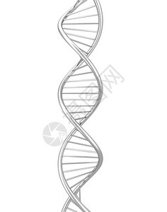生物学Dna螺旋3d插图在白色背景上孤立进化医疗的图片
