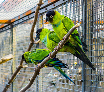 大乱斗鸟类绿色三个南天的椰子坐在一起养殖处的一个树枝上在养殖热带美洲小鹦鹉和热带中流行的宠物图片