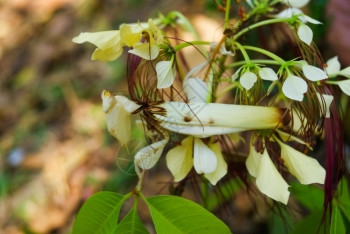 绿色宠物螳螂MantisTenoderaaridifoliasinensis图片