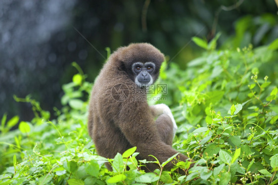 濒危树马来西亚婆罗洲哥打京那巴鲁的长臂猿猴四面图片