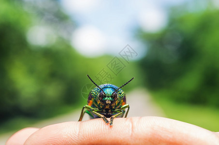 天马行空模糊手指上的金属木波纹甲壳虫软结焦点金属木材波纹甲壳虫昆身体图片