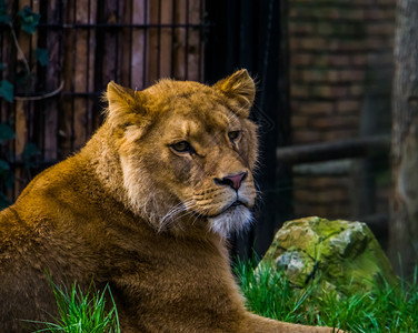 成人红色的一只狮子雌肖像非洲热带草原上受欢迎的哺乳动物脆弱种的面部美丽紧贴她们脸图片