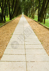 在松林中行走和平的森林景点岩石小路场图片