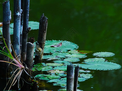 绿莲叶和花池塘水中的干竹清爽盛开草地图片