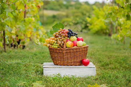 果园里装满水果的篮子图片