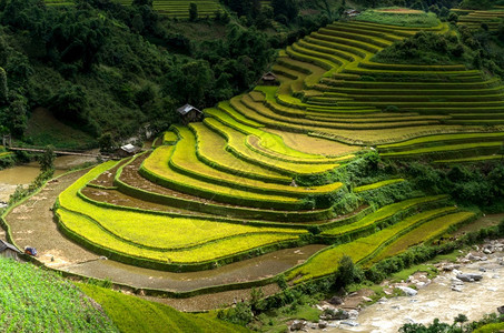 越南YenBaiMuCangChai梯田上的稻越南西北部MuChai的稻田准备收割种植园食物谷图片