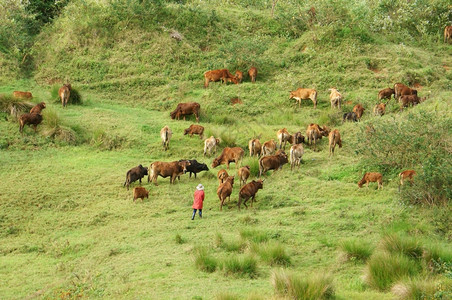 爬坡道南轻擦2013年月28日人民聚集一群牛让他们在越南LamDong山上大片草原放牧LAMDONG图片