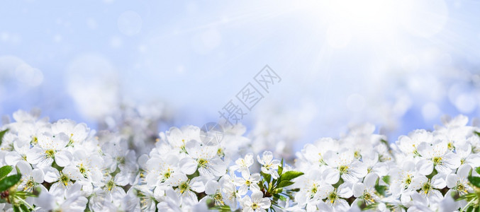 边界花园里盛开的樱桃树阳光下的白樱桃花特写园里盛开的樱桃树阳光下的白樱桃花果园细节图片