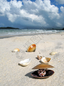 兰卡威泰国云马来西亚兰卡维岛海滩上的贝壳图片