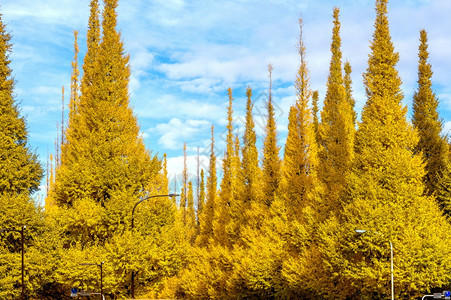 金灿灿的秋季树林图片