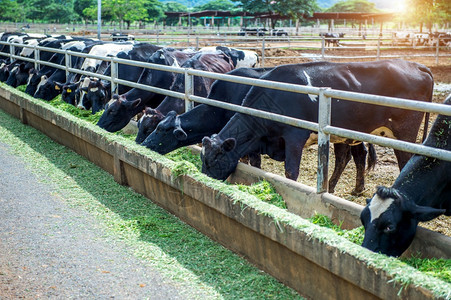 乳制品景观奶牛在农场里健康图片