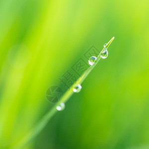 草景观农庄中稻芽背景降水乡村的图片