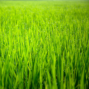 收成种植园射线农庄中稻芽背景降水图片