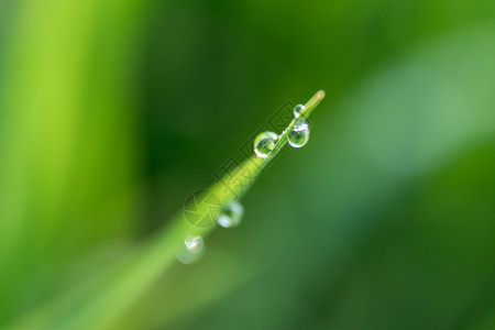 农庄中稻芽背景降水乡村的农民种植园图片