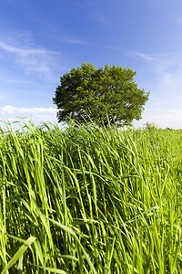 季节绿色草橡树高和夏季绿叶自然中蓝天空的风景高清除图片