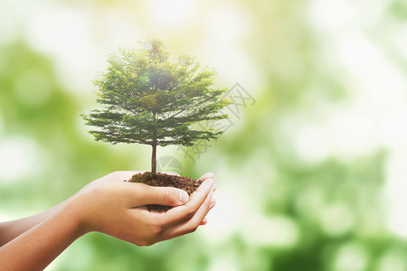 自然背景概念中带阳光的手握树在自然背景下的概念中拯救世界使地球日降生保护节省土壤图片