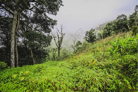 存在气候郁葱泰国热带雨林植物的美丽景色塔里亚热带雨林图片