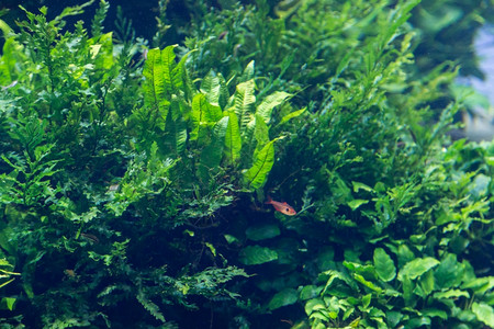 玻璃海藻叶子具有水栽草叶和动物装饰背景的水族馆高清图片