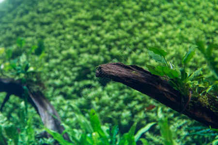 具有水栽草叶和动物装饰背景的水族馆野生动物叶子潜水图片