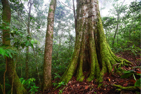 泰国热带雨林中植物生长的美丽树苗根苔藓荒野图片