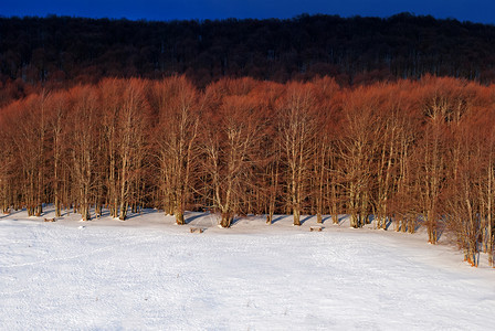 场景冬天日落时风雪的红森林旅行图片