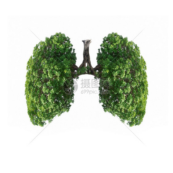 天绿色树枝的美丽形象成像人类肺状的绿树枝孤立在白色背景上与剪切路径隔绝干净的结核图片