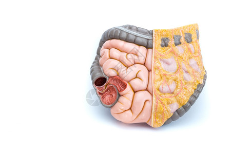 直肠白本孤立的人类肠工造模型白色本底隔绝医疗的样本图片
